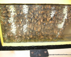 Busy bees