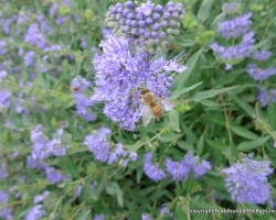 Bee on the blue mist spirea