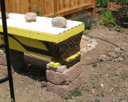 Bees after the harvest