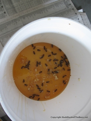 Some bees died for the cause