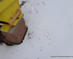 Dead bees in the snow