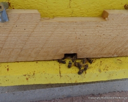 Dead bees on the landing board