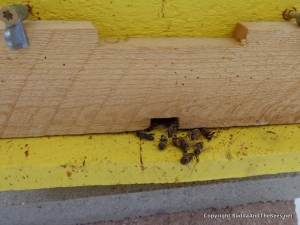 Dead bees on the landing board
