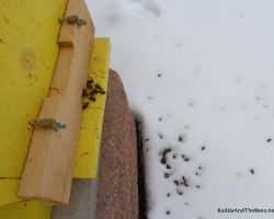 Dead bees after a cold snap