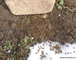 Dead bee collecting in front of the hive.