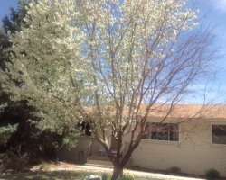 Dying snow crabapple tree